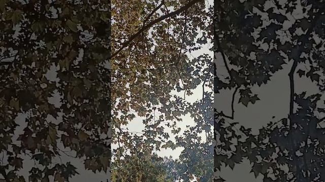 Вот и осень на Лазурном берегу ? смотреть онлайн