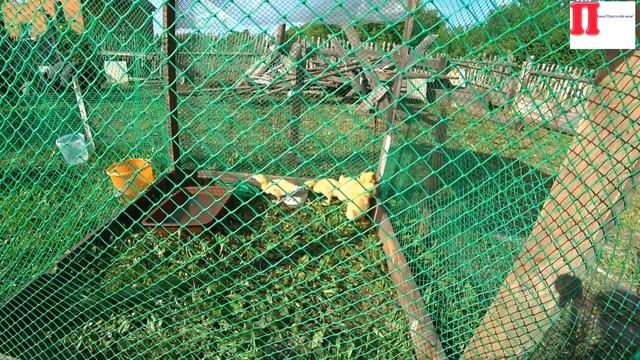 Влог будни в деревне/утки/стираю палас/наш огород