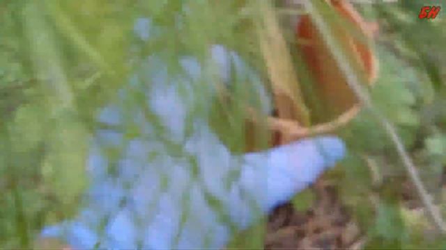 защита деревьев от триммера смотреть онлайн