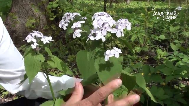 Цветы для зимних букетов Сухоцветы Лунария смотреть онлайн