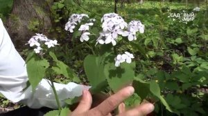 Цветы для зимних букетов Сухоцветы Лунария