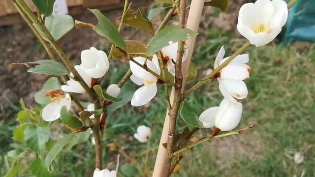 Plants for perfume in the garden: the very fragrant Magnolia laevifolia / Michelia yunnanensis, смотреть онлайн