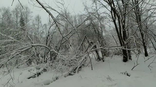 Зайца собака нашла,а взять не смогли. смотреть онлайн