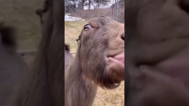 Довели скотину смотреть онлайн