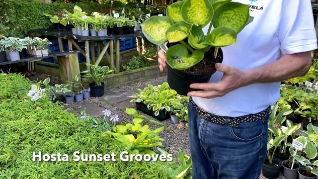 Rewela Hostas looks at Hosta Sunset Grooves смотреть онлайн