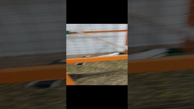 планета пушистиков смотреть онлайн