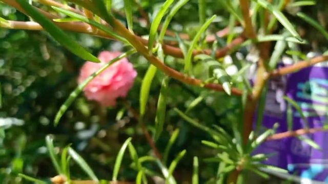 Home Garden Tour | My Home Green Garden Tour | Beautiful My Home Garden Tour | Garden Tour Part 4