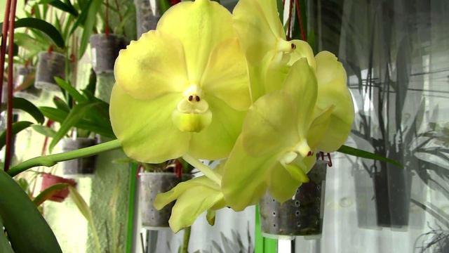 Vanda Nitaya Magic Lemon - Cute lemony colored orchid смотреть онлайн