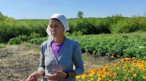 Уборка лука. Когда начинать уборку, как сушить и обрезать лук, где его хранить.