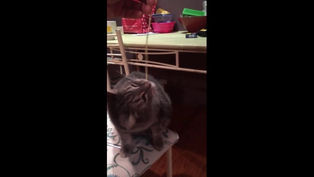 Кот и спагетти смотреть онлайн