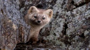 Детям про животных. Какие бывают животные для детей.