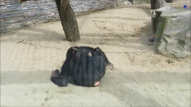 Шимпанзе Филя и Люся гуляют на улице 25.06.2020 смотреть онлайн