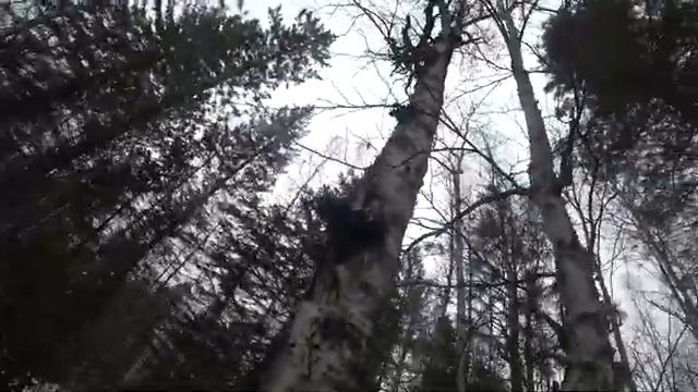 В ПОИСКАХ ЗАРАБОТКА # Сбор шишки смотреть онлайн