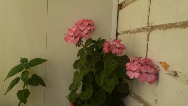 За нас сегодня на участке всё полили. Радость в мелочах. #нижегородскаяобласть смотреть онлайн