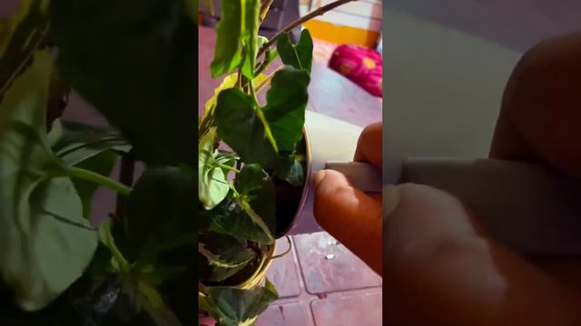 A Very Beautiful Plant Syngonium Wendlandii ❤️easy To Care