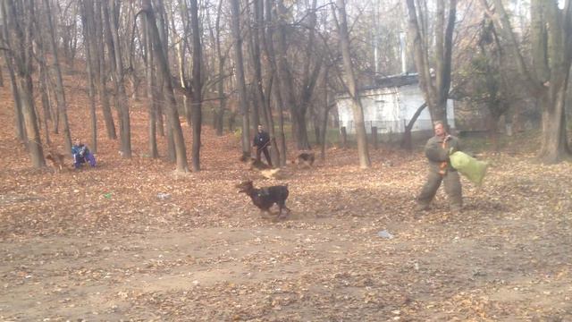 Доберман курт ШОС Арес Киев смотреть онлайн