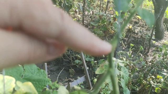 Томаты от грядки до банки. Очень вкусный рецепт маринада. смотреть онлайн