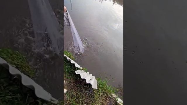 Крупный улов кастинговой сетью смотреть онлайн