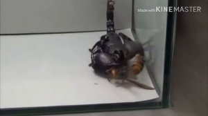 Versus. Битва насекомых.Шершень против Богомола, Скорпиона, Тарантула