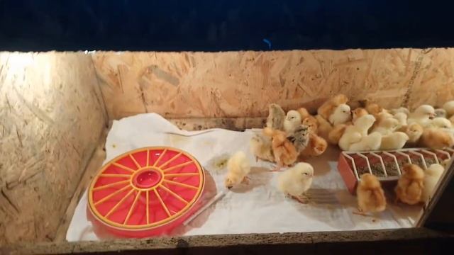 От яйца до курицы