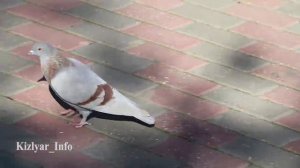 Кизляр - Осенний парк 🍁