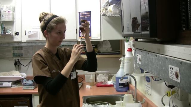 Become a WildCare Wildlife Hospital Volunteer смотреть онлайн