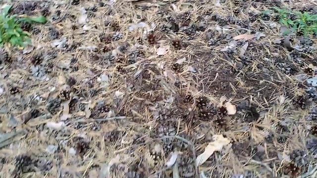 Саумалколь. Грибы в бору.#сев#каз#обл# смотреть онлайн