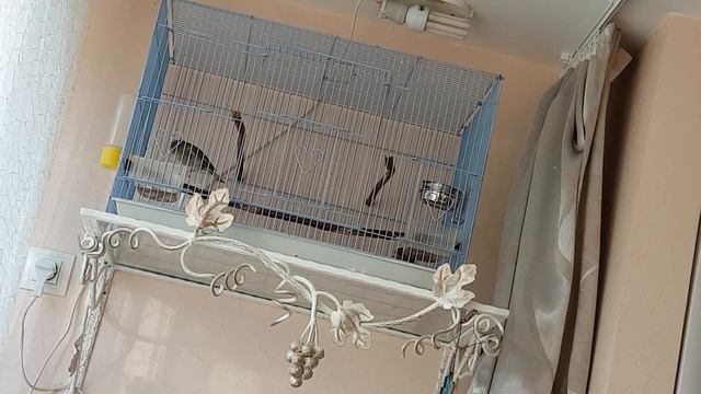 Свирель начал петь смотреть онлайн