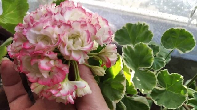 April Snow и Uaito Ringu сравнение сортов смотреть онлайн