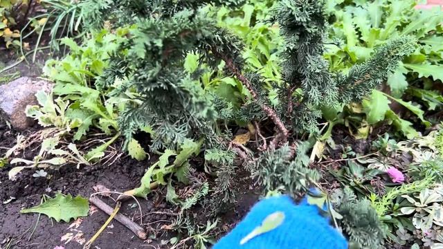 ТУИ: “MALONIANA HOLUB”, “GLOBOSA”, “ANNIEK” ПОСЛЕ СРЕЗКИ ХРИЗАНТЕМ! ЗАКРЫВАЕМ СЕЗОН ОГОРОДА! #thuja