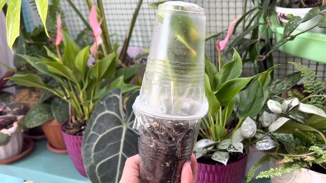 Антуриум Лили