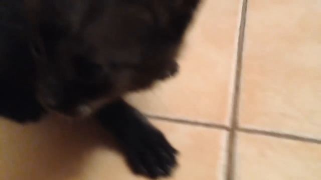 Чаузи F1 черного окраса - LIVE