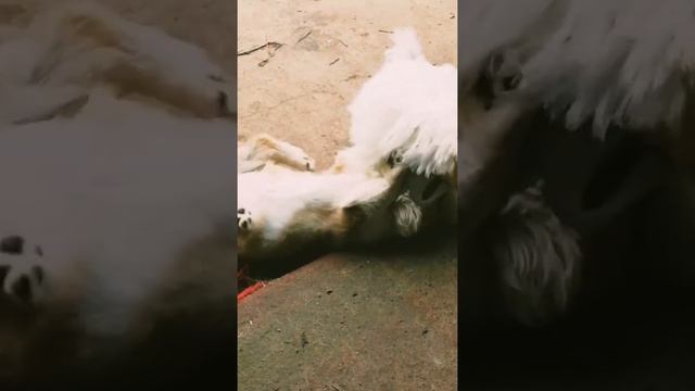 Корги напал на болонку смотреть онлайн