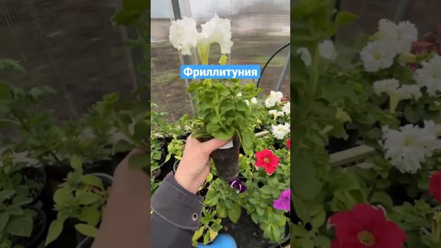 Фриллитуния #садоводство #огород #дворик #петуния