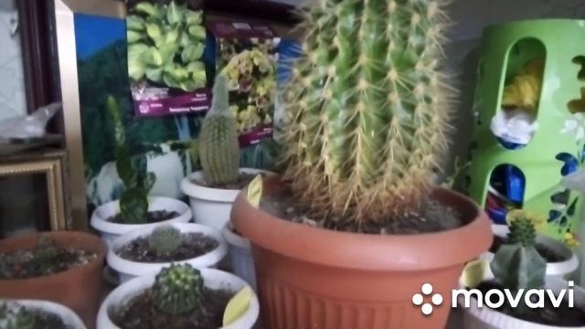 ?8 новых кактусов. Летние покупки. смотреть онлайн