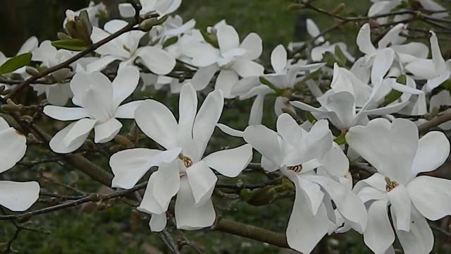 Magnolia Merill смотреть онлайн