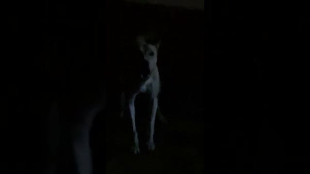 Dog coins смотреть онлайн
