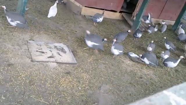 Цесарки домашние смотреть онлайн