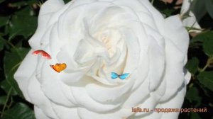 Роза чайно-гибридная Аннапурна (annapurna) ? обзор: как сажать, саженцы розы Аннапурна