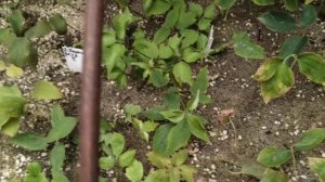 черенкование клематисы весна 21г.