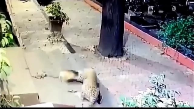 Собаки Безжалостно Атакованы Леопардом! Как это было.... смотреть онлайн