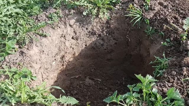 Посадка голубики Яма для голубики - подготовка смотреть онлайн