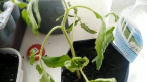 От чего ЗАВЯЛА и УПАЛА рассада ТОМАТОВ.Реанимация. Проект ПОДНИМИ ЛЕЖАЧЕГО.