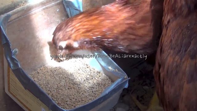 Feeding chickens - Кормление кур смотреть онлайн