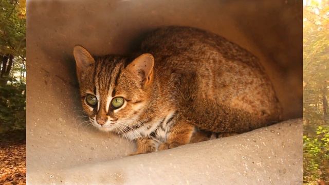 Бенгальские кошки - любимицы миллионов людей смотреть онлайн