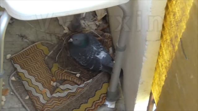 [День 5] - первый голубь нас почти совсем уже не боится и высиживает свои яйца, а второй улетел смотреть онлайн