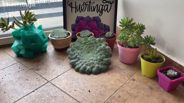 Aeonium tabuliforme | Trasplante + TIPS смотреть онлайн