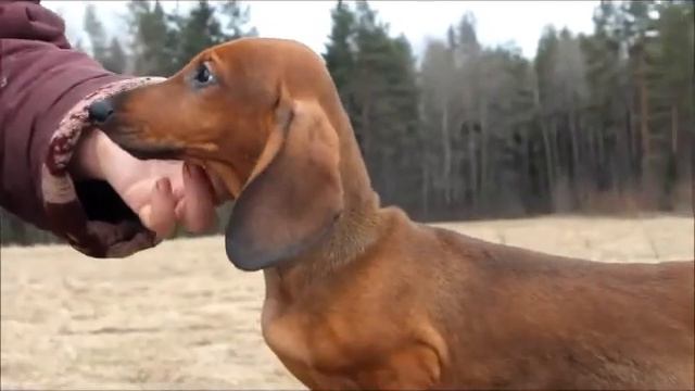 ✨❤✨ КРУТОЙ УОКЕР ИЗ СТРАНЫ ГРЁЗ ✨❤✨ смотреть онлайн
