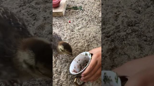 Белый ушастый фазан смотреть онлайн