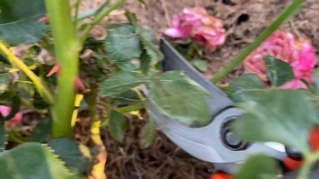 Перше літнє обрізання троянди спрей на прикладі Леді Бомбастік (Lady Bombastic) смотреть онлайн